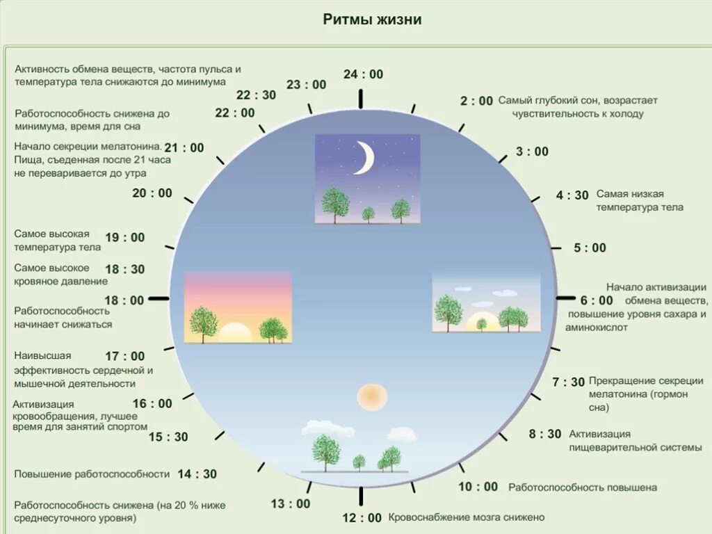 На какие сутки. Мелатонин циркадные ритмы. Таблица циркадных ритмов. Циркадные биоритмы человека. Суточные биоритмы человека по часам схема.