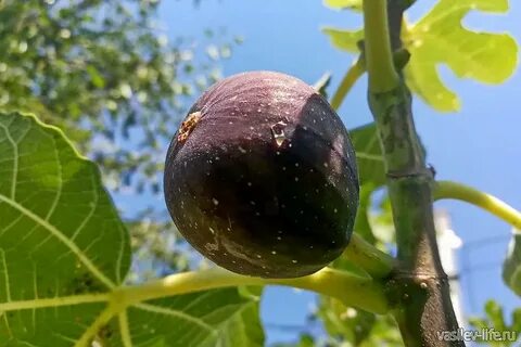 Какие фрукты растут в крыму