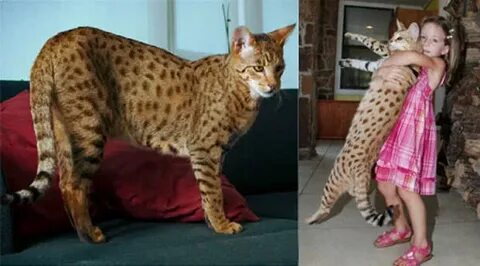 Самая большая домашняя кошка фото