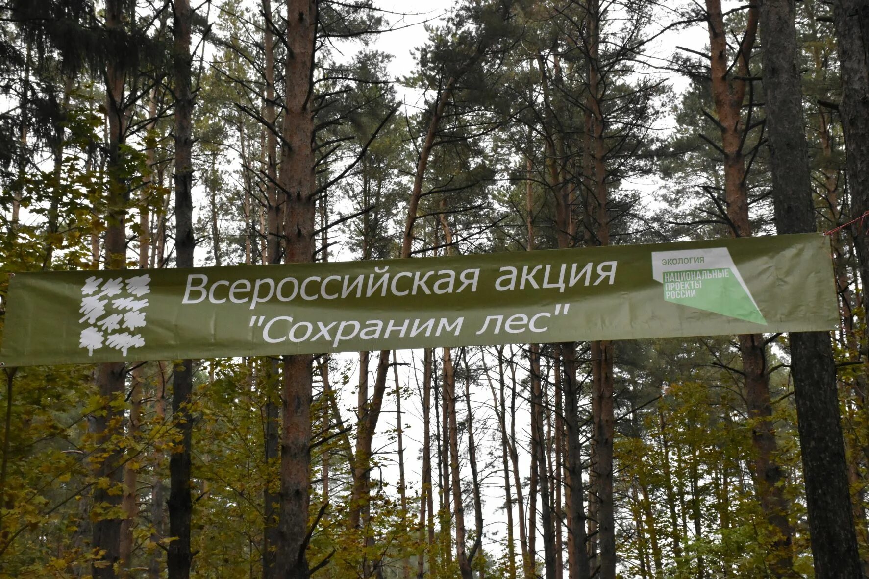 где ежегодно проходит всероссийская акция сохраним лес. сохранение лесов. акция сохраним лес. всероссийская акция сохраним лес. акция сохраним лес логотип.