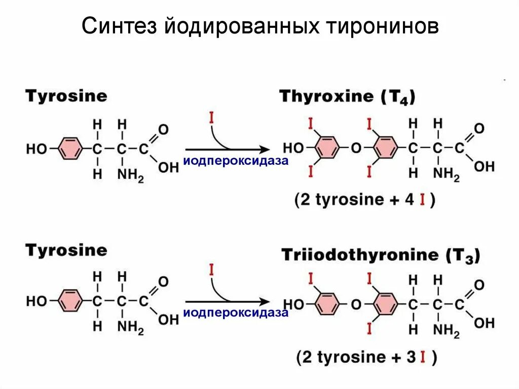 Использование йода для синтеза гормонов. Синтез тироксина. Схема синтеза тиреоидных гормонов. Синтез тироксина биохимия реакция. Схема синтеза тироксина.