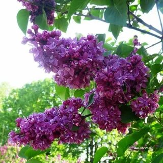 Сирень огни донбасса