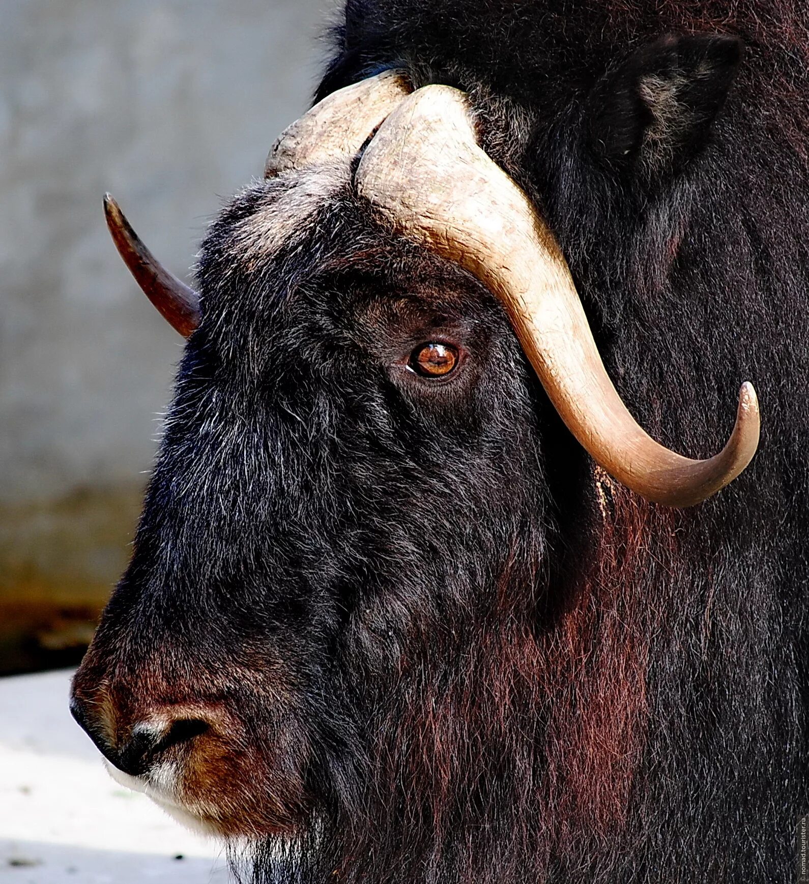 Остров врангеля овцебык. Доисторический овцебык. Овцебык якутский зоопарк. Овцебык 2. Овцебык 2.