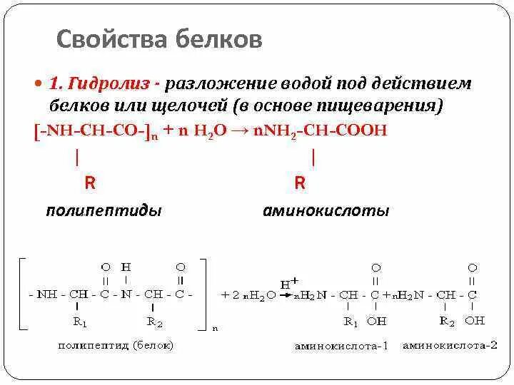 2 при гидролизе белка образуются. Гидролиз белков. Гидролиз белков реакция. Гидролиз белков аминокислоты. Гидролиз белков пепсином.