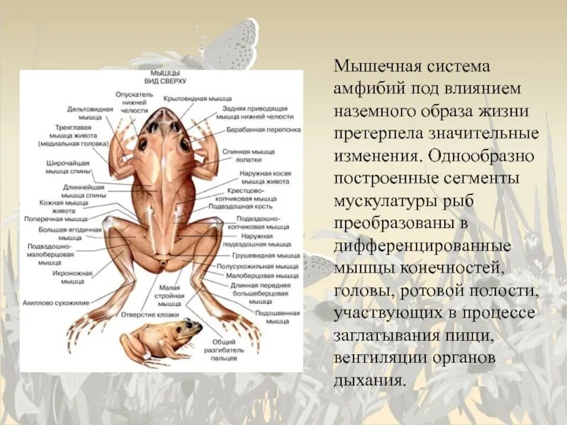 Мышечная система земноводных. Мышечная система класса земноводных. мышечная система земноводных таблица. строение мышечной системы земноводных. функции мышечной системы у лягушки.