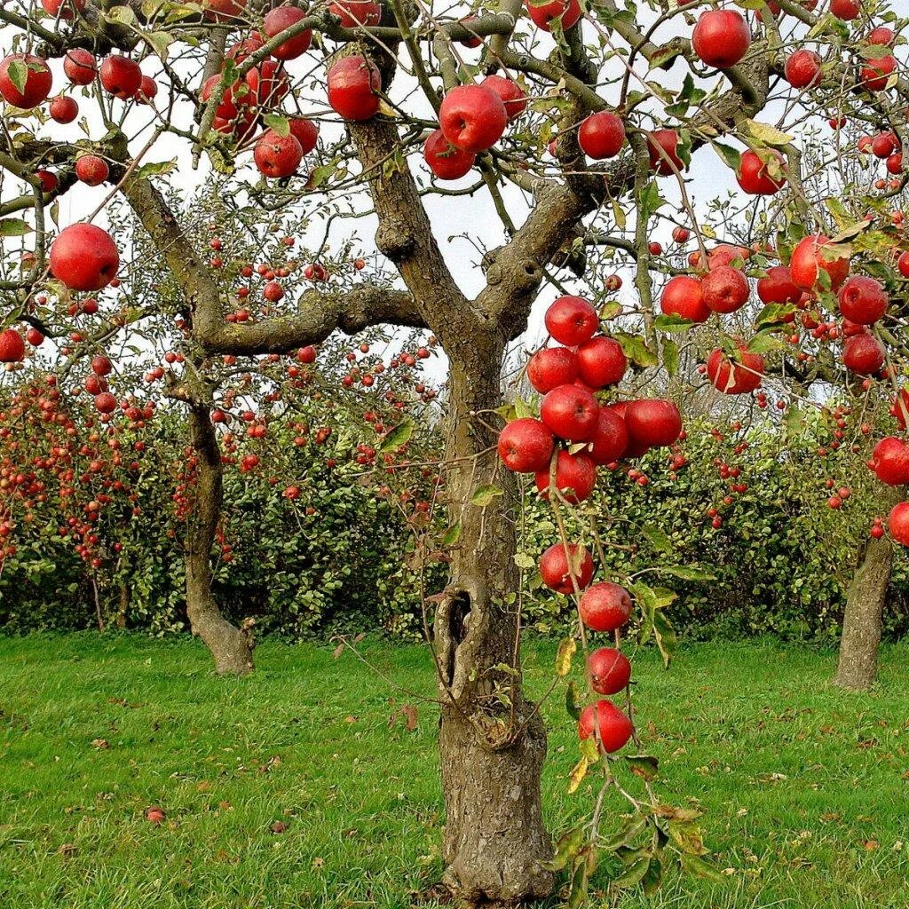 Плоды фруктового дерева. Яблоня Red Sentinel. Яблоня Malus hyvingiensis. Яблоня плодовая дерево.