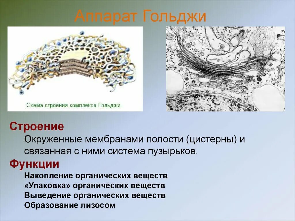 Какие мембранные структуры образует аппарат гольджи