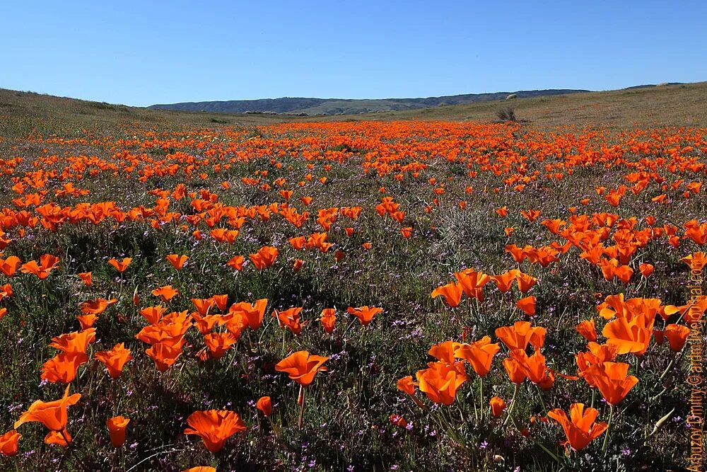 водосбор железистый байкальского. долина растений каталог. водосбор сибирский. садовый каталог. национальный парк долины цветов, уттаракханд.
