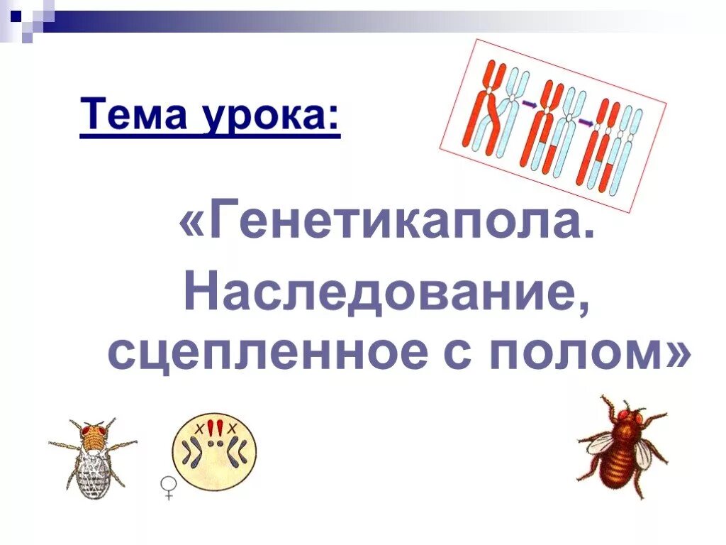 Генетика пола и наследование. Генетика пола и наследование сцепленное с полом. Генетика пола и наследование сцепленное. Генетика пола сцепленное с полом наследование 9 класс. Генетика пола презентация.