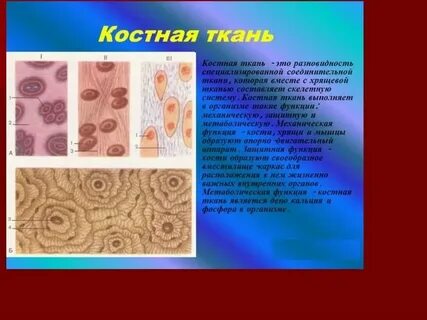 К какому виду ткани относится костная ткань