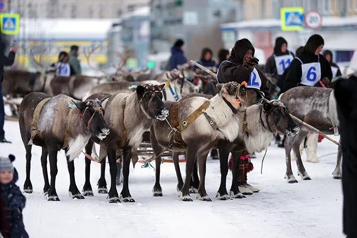 Воркута 2019. Оленьи бега воркута. Оленеводы воркута. День оленевода воркута. День оленевода коми.