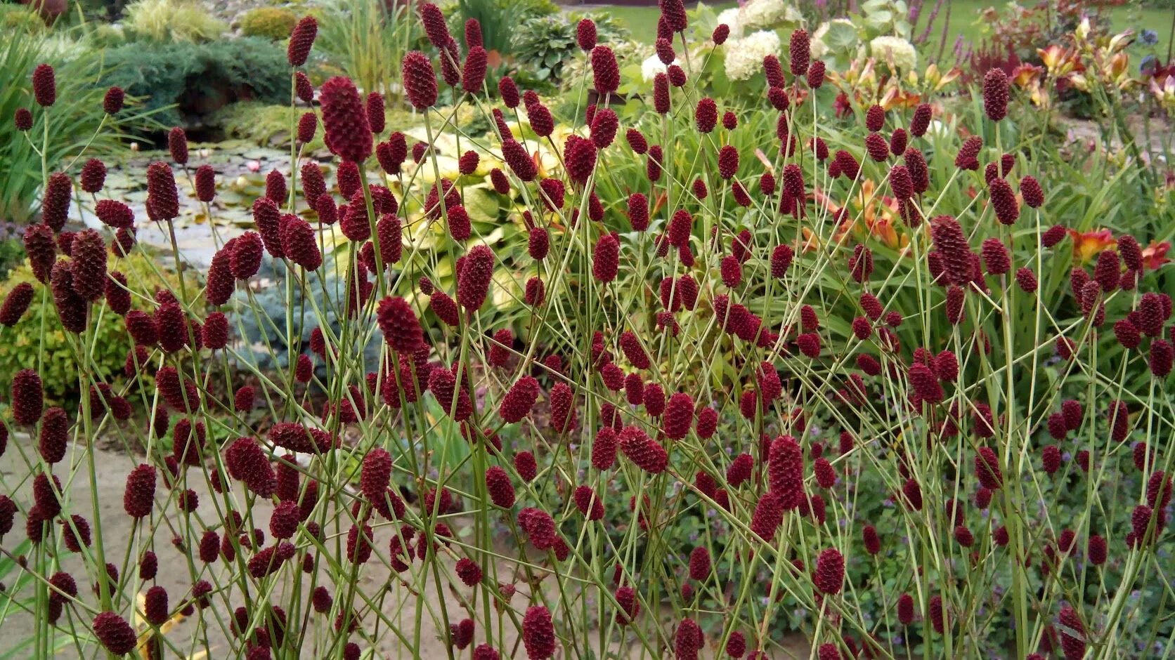 Кровохлёбка канадская Blackthorn. Кровохлебка лекарственная (Sanguisorba officinalis). Кровохлебка Мензиса.