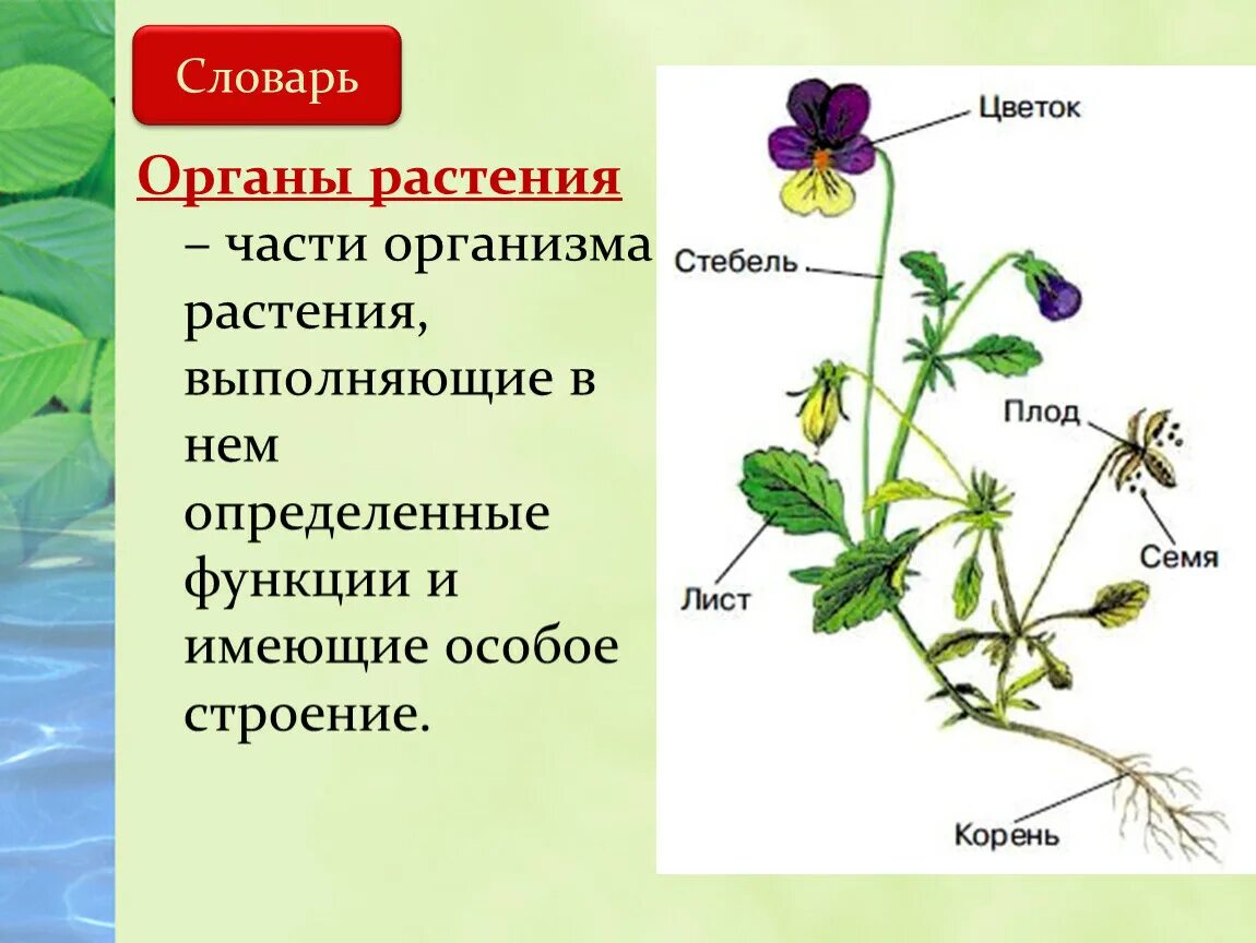 Что из перечисленного относится к генеративным органам. Органы растений. Основные органы растений. Орган это часть растения которая. Внешнее строение цветкового растения.