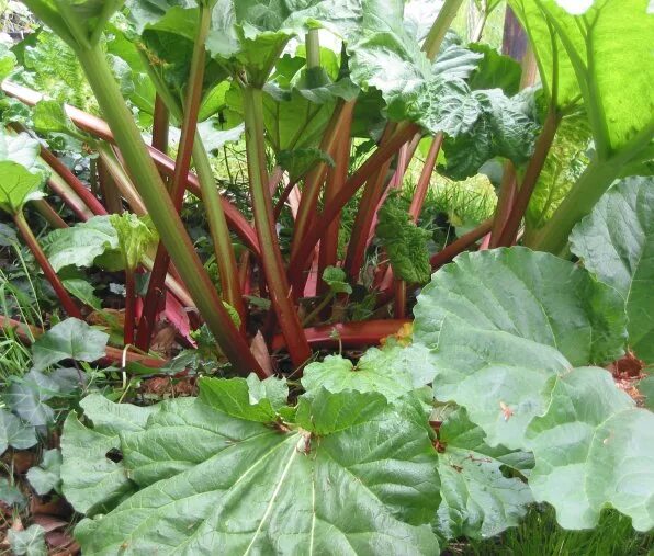 Как выглядит ревень растение фото и описание Ревень сажаем в тени Plants, Rhubarb plants, Survival gardening