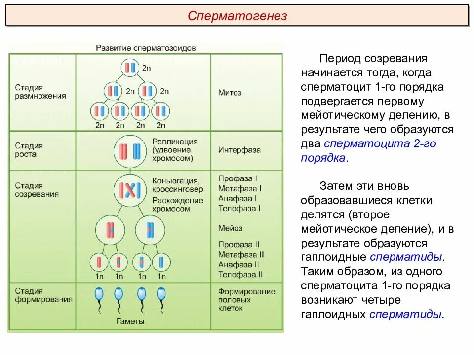 В какой период формируется