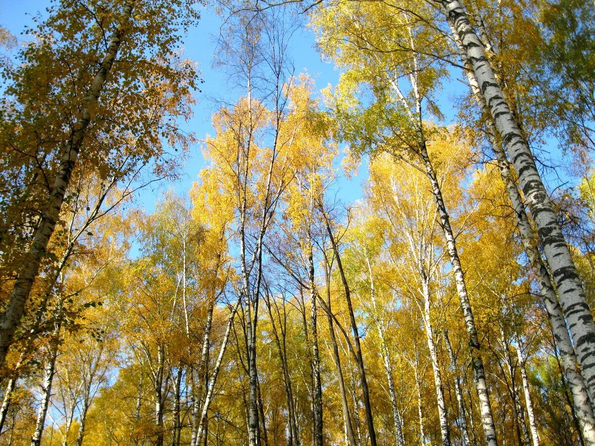 Пожелтели березки. Берёза жёлтая. Пожелтевшая береза. Желтый лес. Береза осенью.