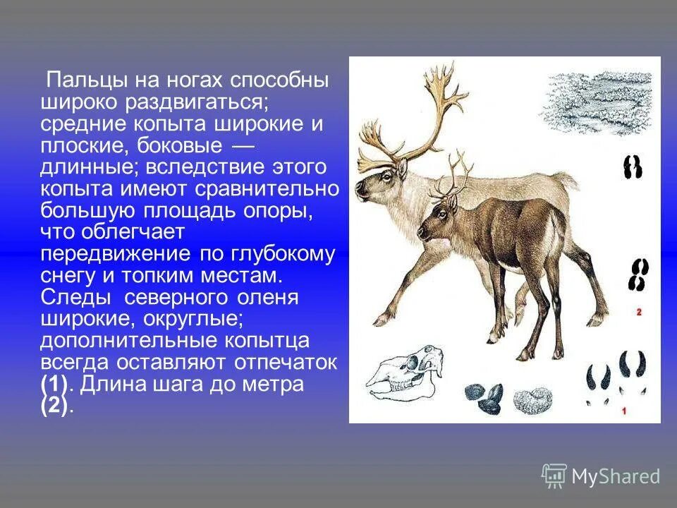 масса северного оленя. северный олень презентация. северный олень красная книга республики коми краткое описание. олень из тундры. северный олень внешний вид описание.