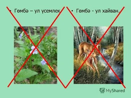 Хайван это