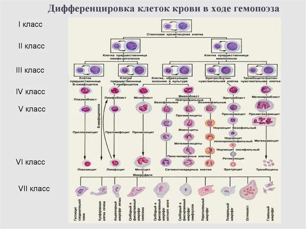 Клетки гемопоэза. Схема дифференцировки стволовых клеток. Дифференцировка клеток гемопоэза. Дифференцировка клеток крови таблица. Схема развития и дифференцировка клеток крови.