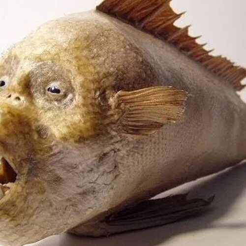 Рыба со страшной головой. Рыба со страшной головой
