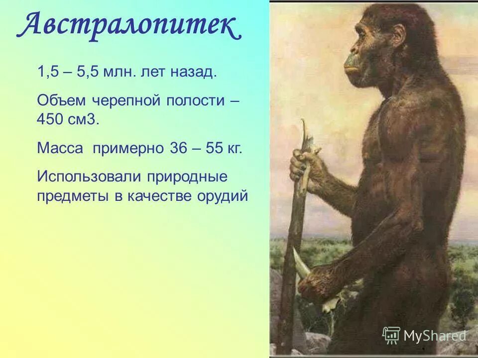 Человек умелый относится к древним людям. Австралопитек. Австралопитеки жили. Представители австралопитеков. Австралопитеки обитали.