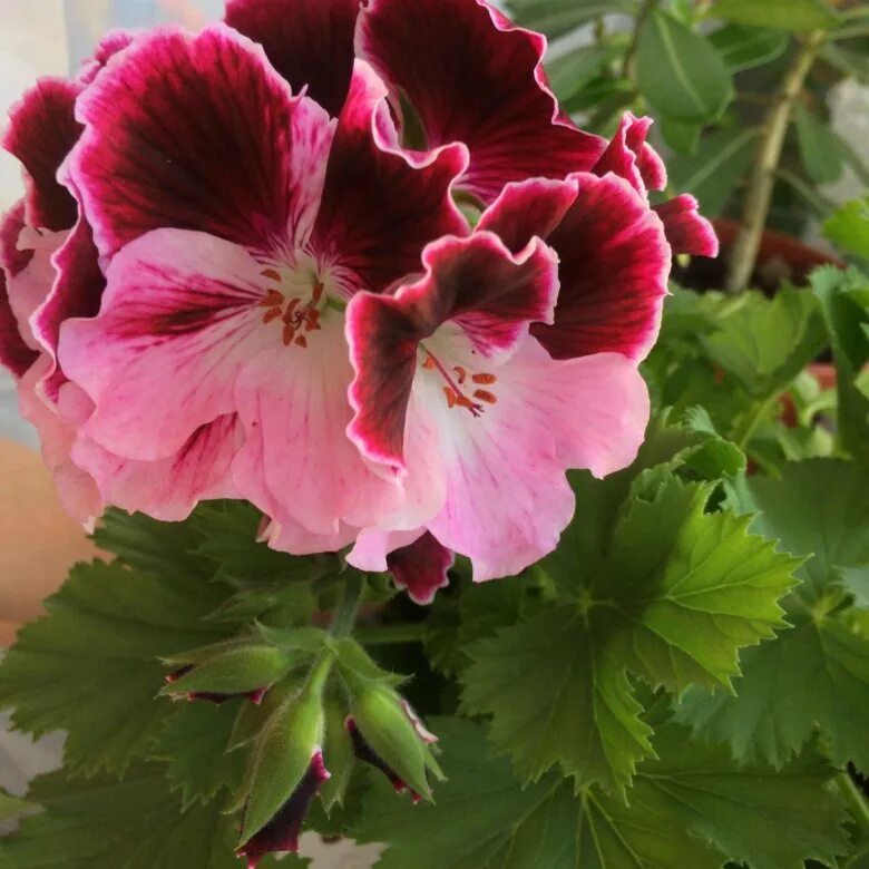 королевские пеларгонии почтой. пеларгония королевская семена. пеларгония spanish wine rose. пеларгония королевская семена. Ann hoystead пеларгония.