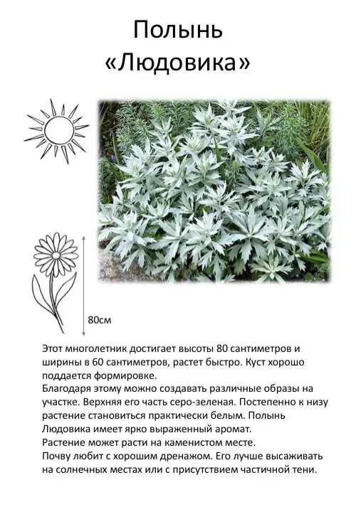 платье из футера. полынь новосибирск каталог одежды. полынь новосибирск каталог одежды. концентрат полыни. полынь аптечная фото.