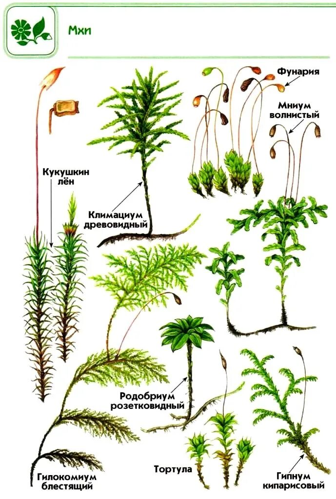 Группы мхов названия. Кукушкин лён лён маршанция сфагнум. Кукушкин лен сфагнум маршанция. Атлас определитель мхи. Моховидные разнообразие Кукушкин лен,сфагнум.