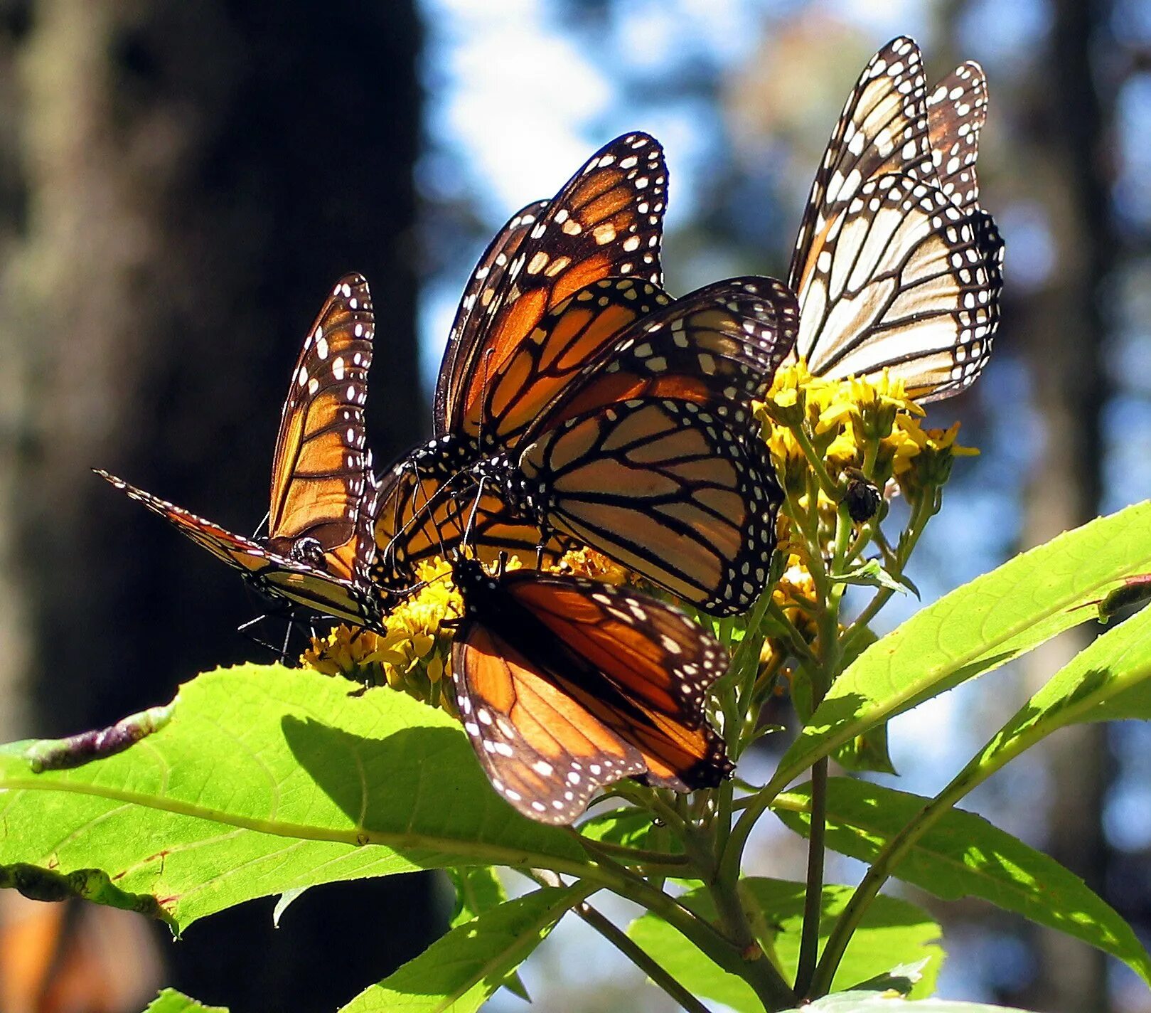 Разнообразие бабочек. Данаида Монарх бабочка синяя. Бабочки монархи в Мексике. Биосферный заповедник бабочки Монарх.