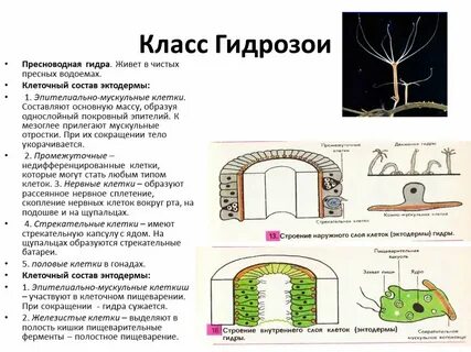 Пресноводная гидра клетки эктодермы