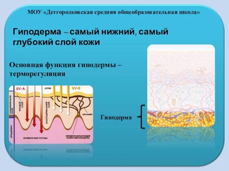 Строение и функции кожи терморегуляция. Строение кожи. Строение кожи гиподерма. Гиподерма строение. Строение кожи и ее функции.