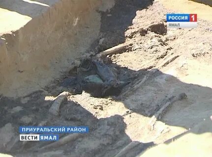 Синоптик зеленый яр