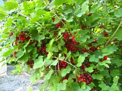 Большие кусты смородины