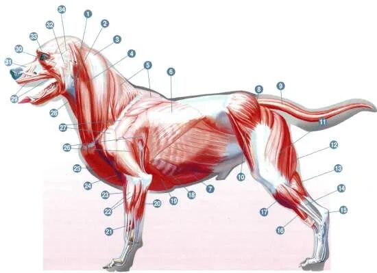 Анатомия собаки мышечная система. Связки задней конечности собаки анатомия. Мышцы передних конечностей собаки. Мышцы туловища собаки анатомия. Мускулатура млекопитающих