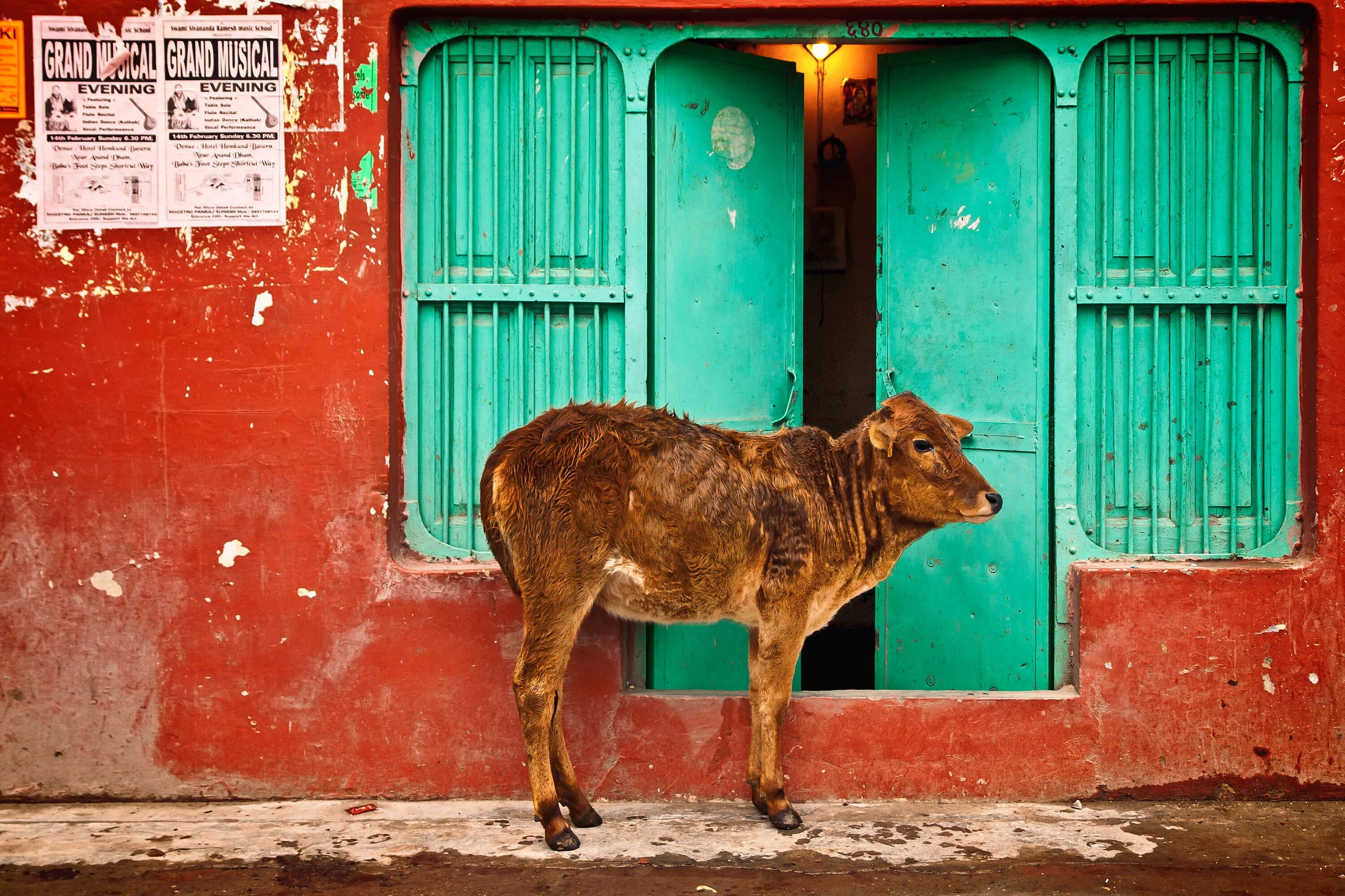 Как путешествовать с коровой. Животные в городе. Бездомные коровы в Индии. Животные Индии корова. Индия улицы.