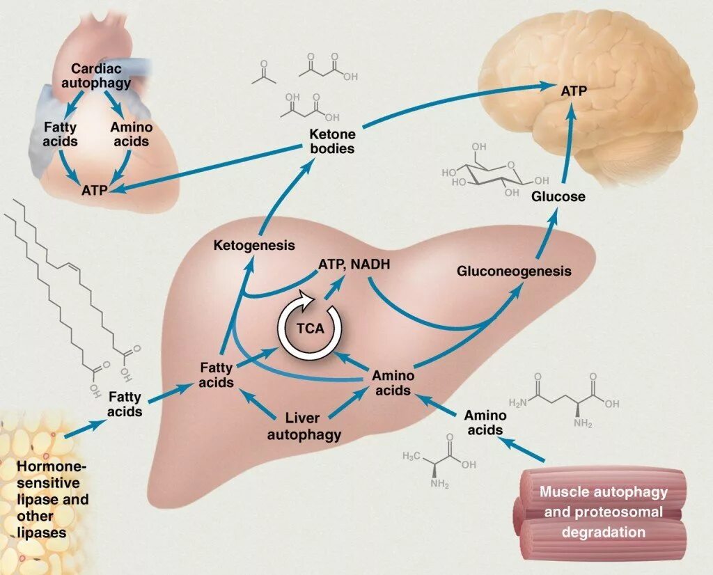 Либидо цикл. Кетогенез. Кетогенез биохимия. Аутофагия биохимия. Кетогенез в печени.