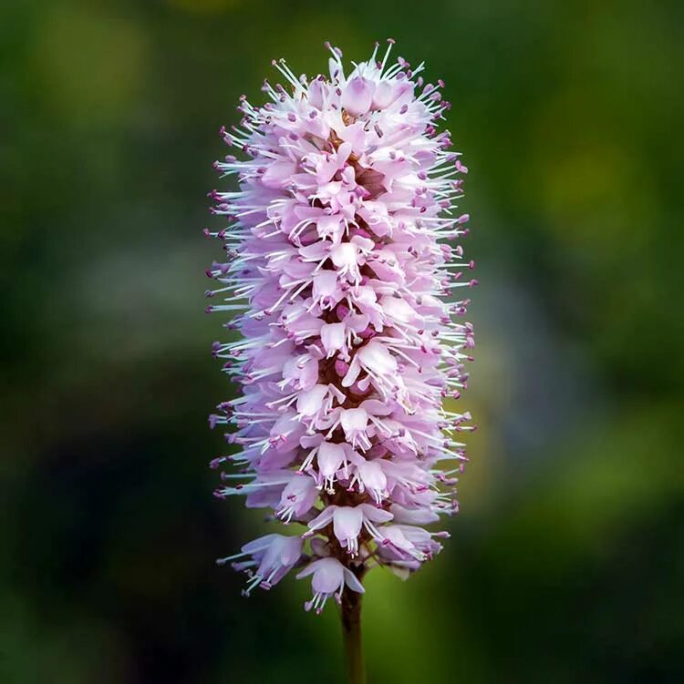 Горец (гречиха) вейриха. Горец змеиный (polygonum bistorta). Горец змеиный (polygonum bistorta `superba`). Горец змеиный (polygonum bistorta `superba`). Горец соцветие.