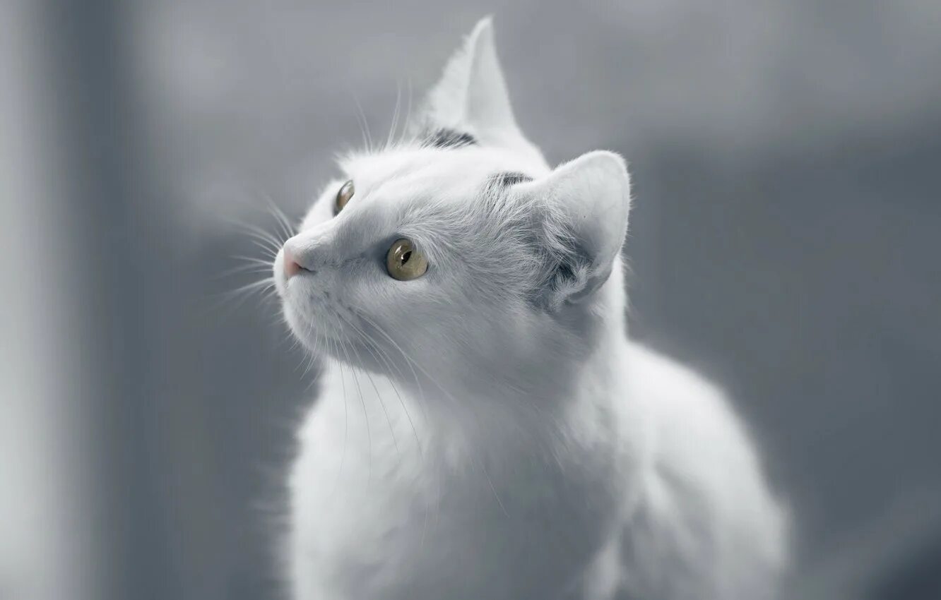 Белые кошечки картинки. Кошка белая. Белый котик. Красивая белая кошка. Серо белый кот.