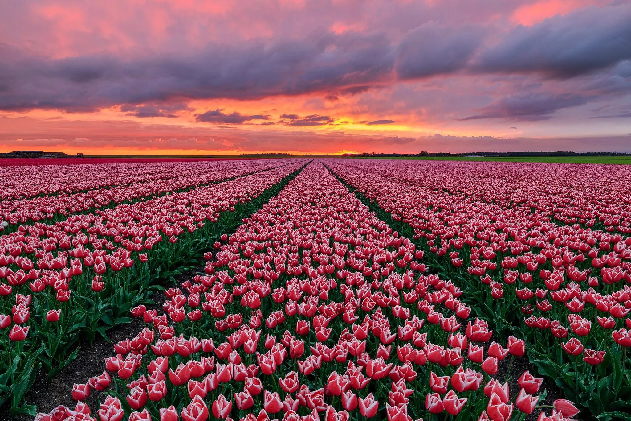Где тюльпановые поля. Тюльпановые поля в Голландии. Плантации тюльпанов в Голландии. Тюльпановые поля в Голландии фото.