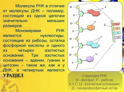 Молекулы днк состоят из нуклеотидов