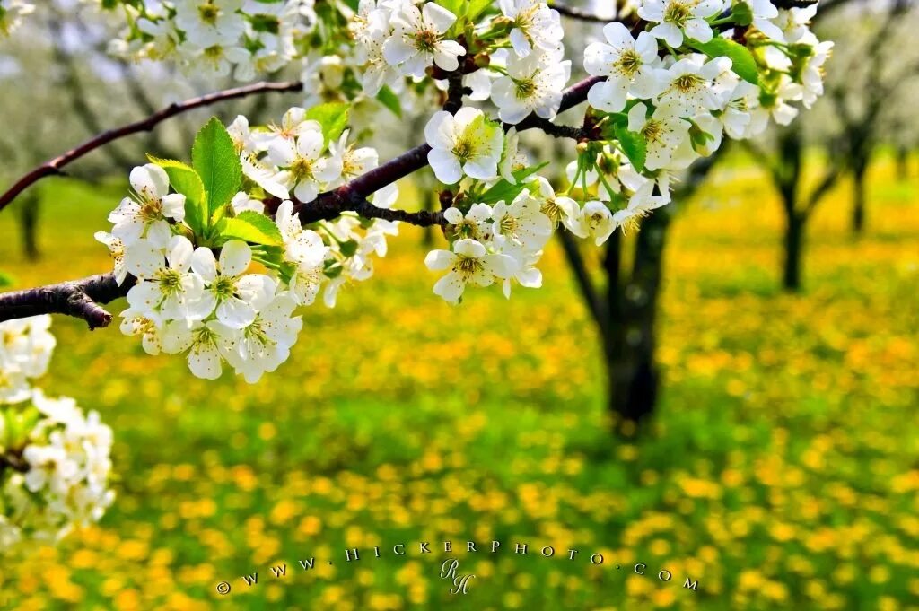May is spring month