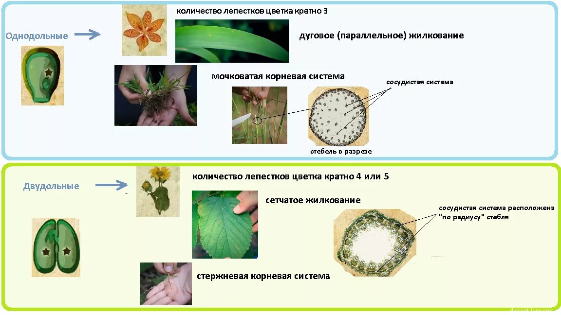Как отличить двудольные от однодольных. Двудольные размножение схема. Покрытосеменные растения классы однодольных и двудольных растений. Стебель класс двудольные класс Однодольные. Растительные ткани двудольных растений.
