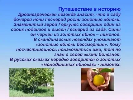 Какое свойство имели яблоки гесперид