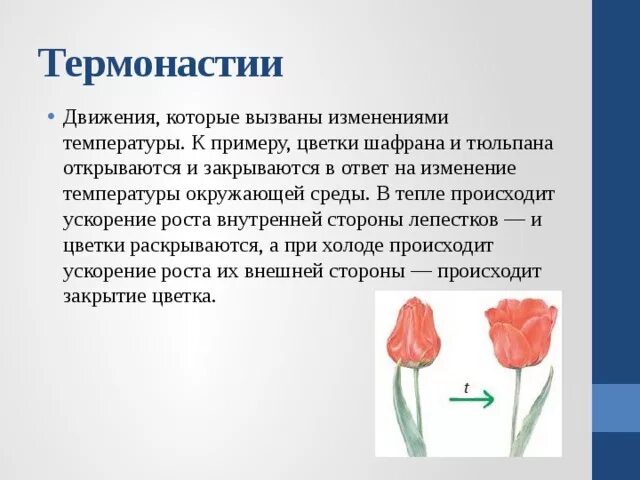 В изображенном на рисунке опыте тюльпан. Движение растений. Термонастии примеры. Какие движения у растений. Раскрытие бутона как называется процесс.