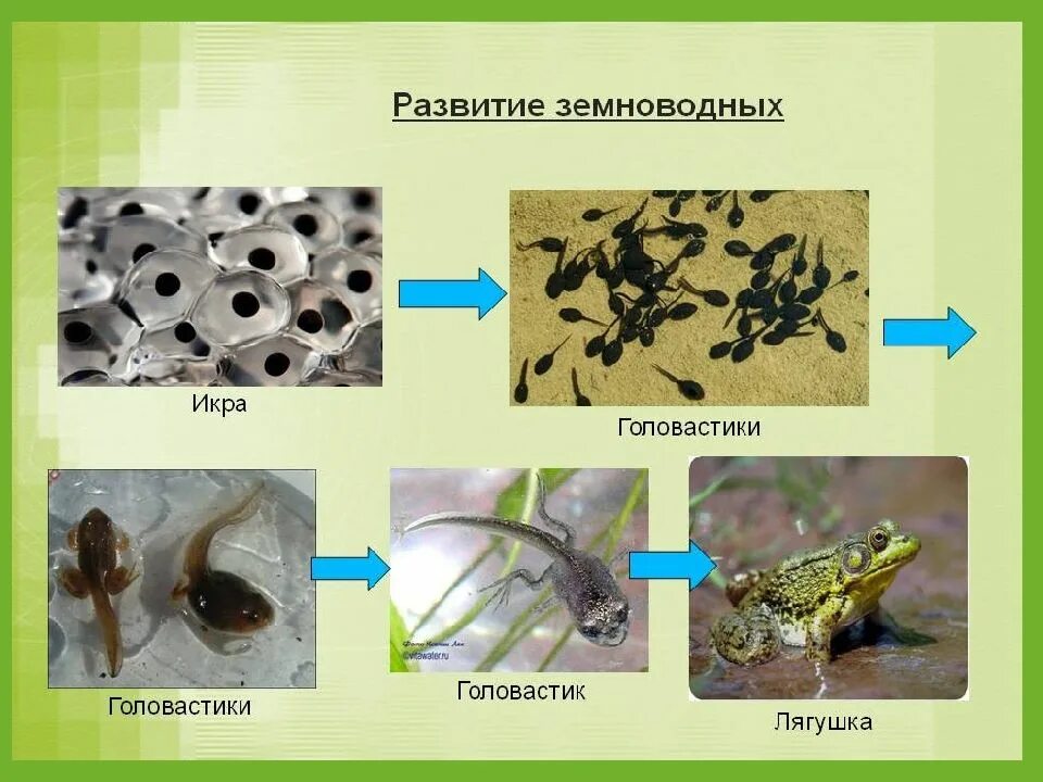 Земноводных корень. Размножение лягушек головастик. Размножение земноводных лягушек. Схема развития земноводных. Этапы размножения лягушки.