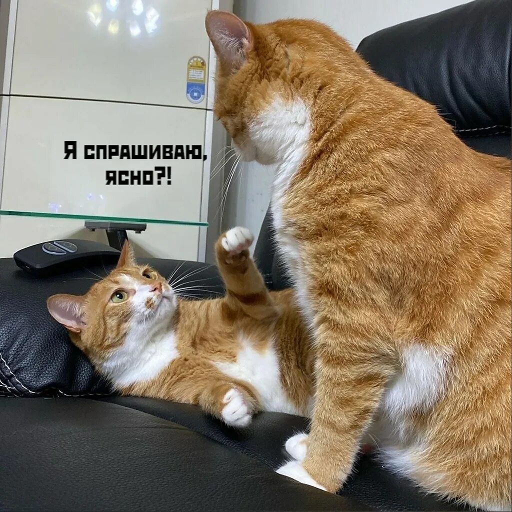 Жизнь котиков. Котик на солнышке. Коты про жизнь. Жизнь котиков. Удачный кадр кошки.