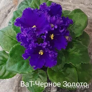 Фиалка черное золото