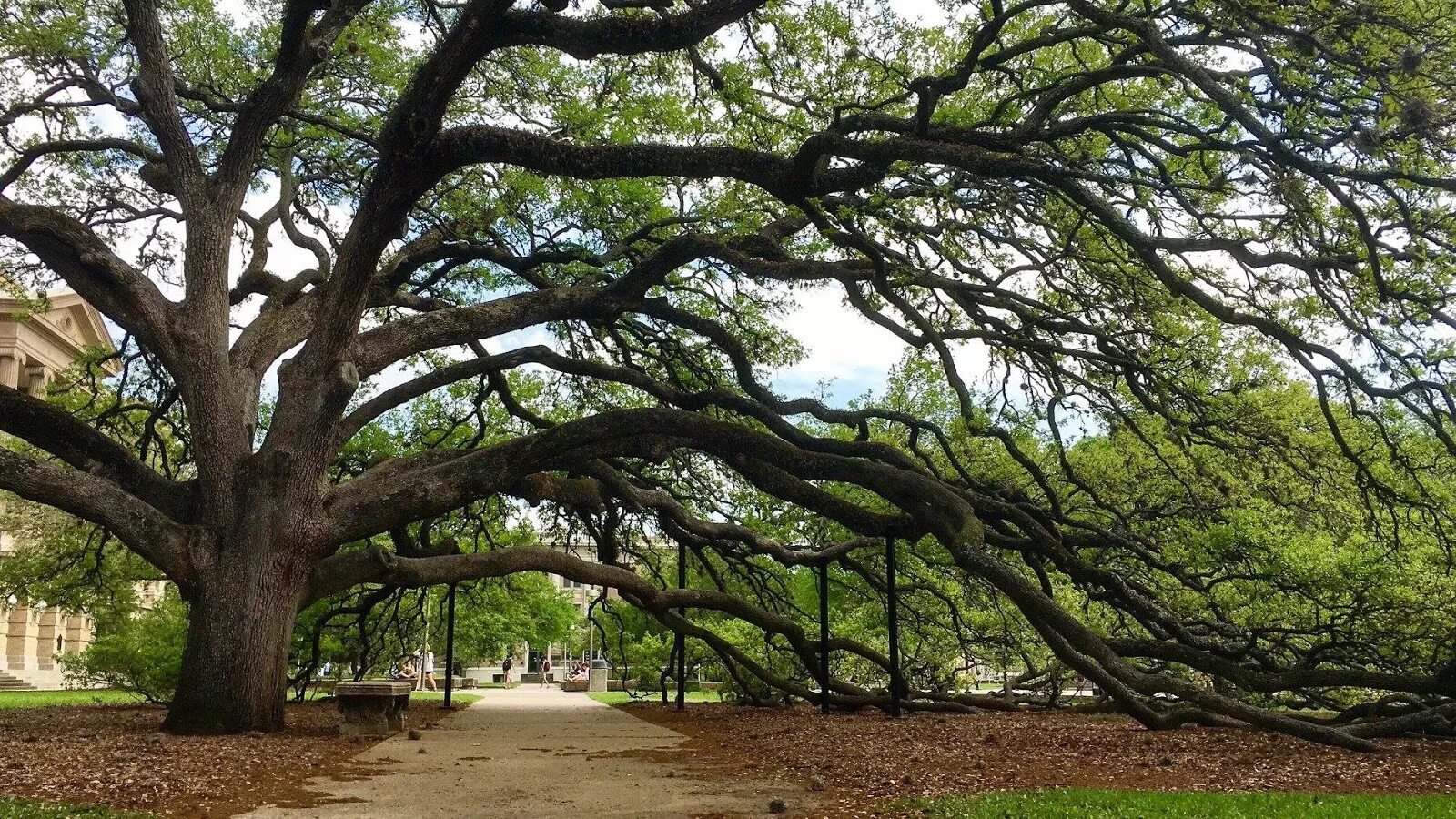 Centuries trees
