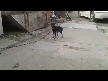 Бешеной собаке 7