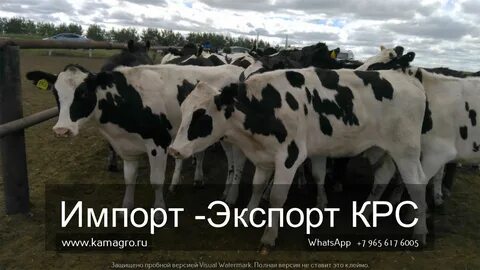 За сколько продают коров